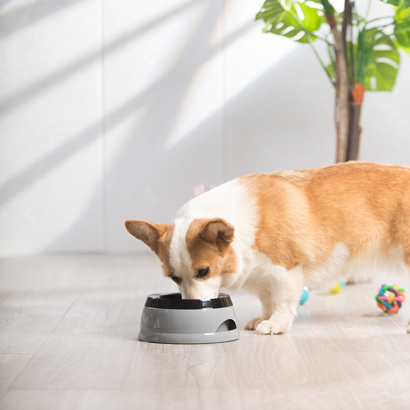 Evcil Hayvan Köpek Kaseleri Yü - Travel Accessories For Dogs incelemesi ve fiyatı